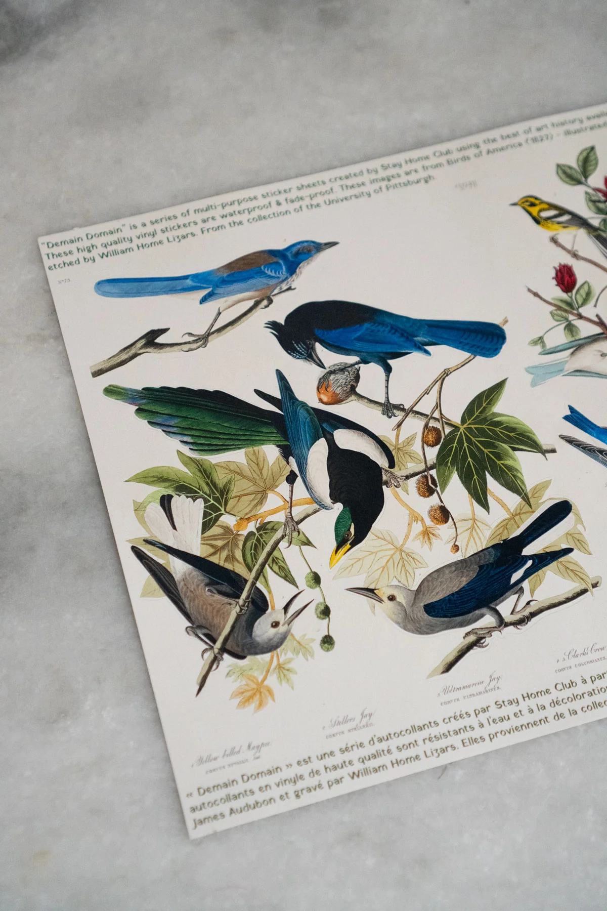 Birds of America - Mega Sticker Sheet - Image 4